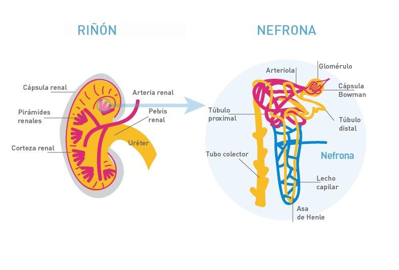 Esquema riñón